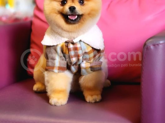 10 Aylık Erkek Pomeranian İzmir  görsel