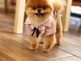 15 Aylık Dişi Pomeranian 