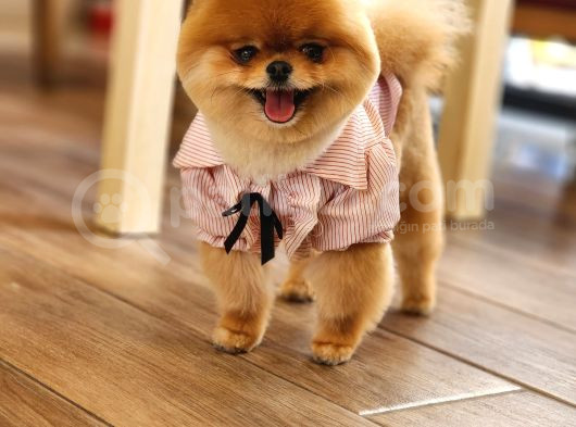 15 Aylık Dişi Pomeranian  görsel