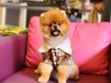 1 yaşında Erkek pomeranian