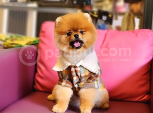 1 Yaşında Erkek Pomeranian