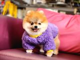 1-5 Yaşında Dişi Pomeranian 