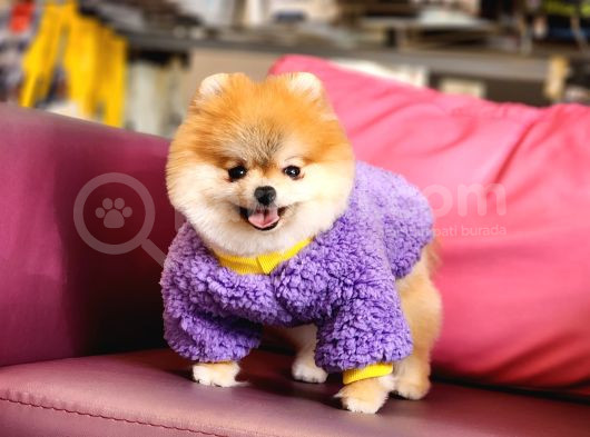 1-5 Yaşında Dişi Pomeranian 