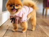 15 Aylık Dişi Pomeranian 
