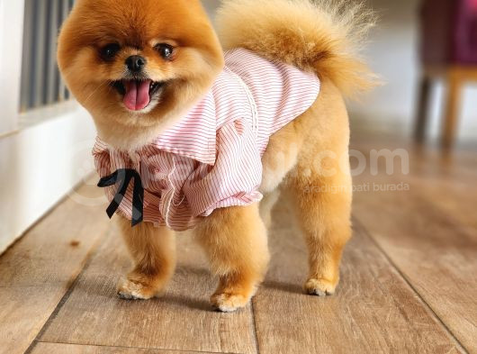 15 Aylık Dişi Pomeranian  görsel