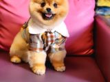 10 Aylık Erkek Pomeranian İzmir 