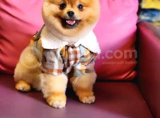 10 Aylık Erkek Pomeranian İzmir  görsel
