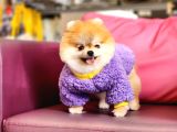 1-5 Yaşında Dişi Pomeranian 