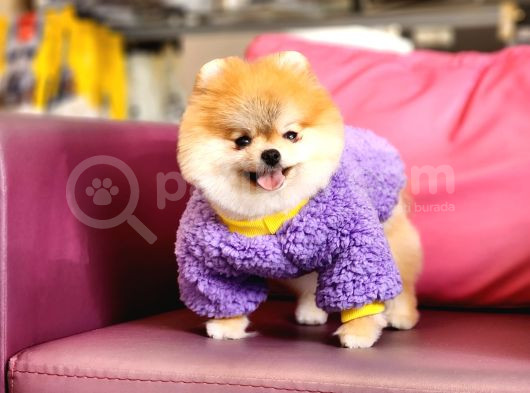 1-5 Yaşında Dişi Pomeranian  görsel