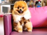 10 Aylık Erkek Pomeranian İzmir 