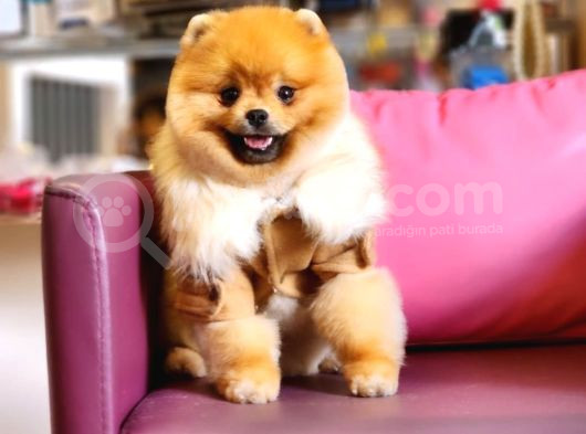 10 Aylık Erkek Pomeranian İzmir 