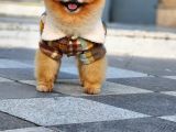 2 Yaşında Erkek Pomeranian 