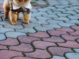 2 Yaşında Erkek Pomeranian 
