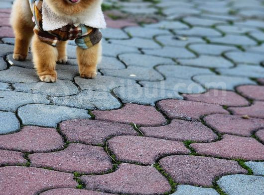 2 Yaşında Erkek Pomeranian  görsel