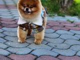 2 Yaşında Erkek Pomeranian 