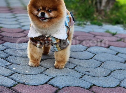 2 Yaşında Erkek Pomeranian  görsel