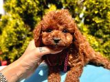 Mini boy dark brown poodle yavrular 