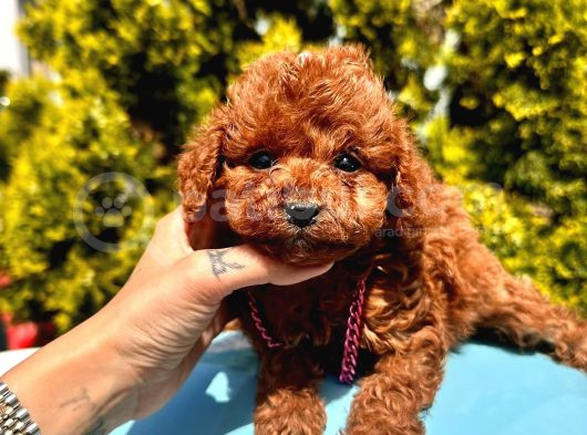 Mini Boy Dark Brown Poodle Yavrular 
