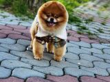 2 Yaşında Erkek Pomeranian 