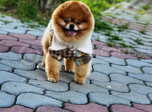 2 Yaşında Erkek Pomeranian 