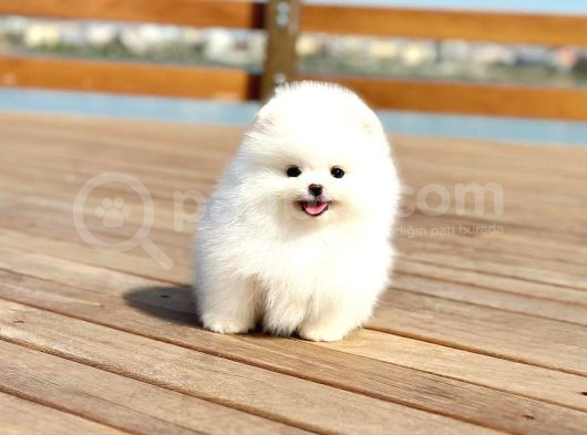 Tcup Pomeranian Boo Bebeklerimiz