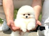 Ayı Surat Pomeranian Boo Yavrularımız