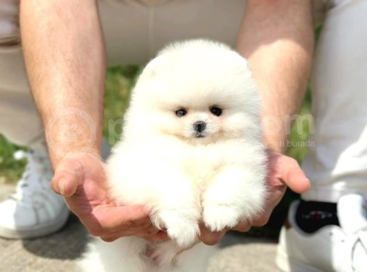 Ayı Surat Pomeranian Boo Yavrularımız görsel