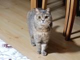 British Shorthair Dişi