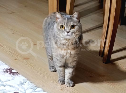 British Shorthair Dişi görsel