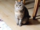 British Shorthair dişi
