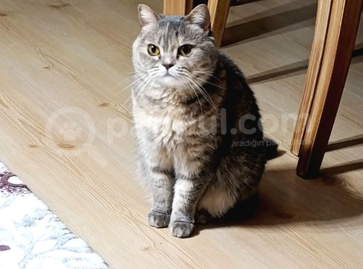 British Shorthair Dişi
