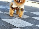 2 Yaşında Erkek Pomeranian 