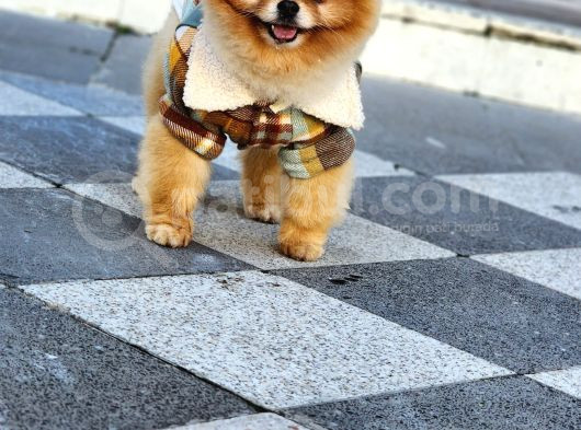 2 Yaşında Erkek Pomeranian  görsel