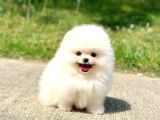 Ayı Surat Pomeranian Boo Yavrularımız