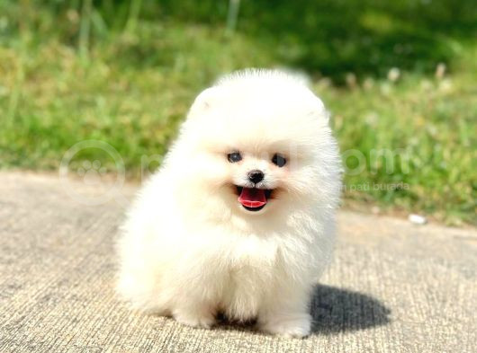 Ayı Surat Pomeranian Boo Yavrularımız görsel