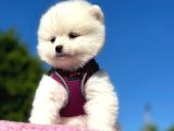Secereli̇ Karbeyazi Sevi̇mli̇ Pomerani̇an  Boo Di̇şi̇ Yavru