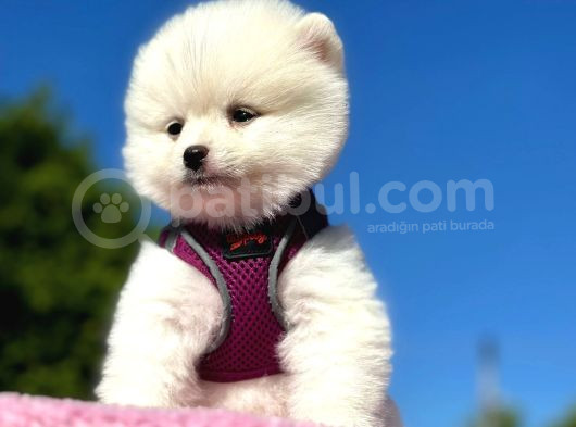 Secereli̇ Karbeyazi Sevi̇mli̇ Pomerani̇an  Boo Di̇şi̇ Yavru görsel