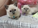 Scottish Fold Blue Point
