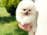 Ayı Surat Pomeranian Boo Yavrularımız