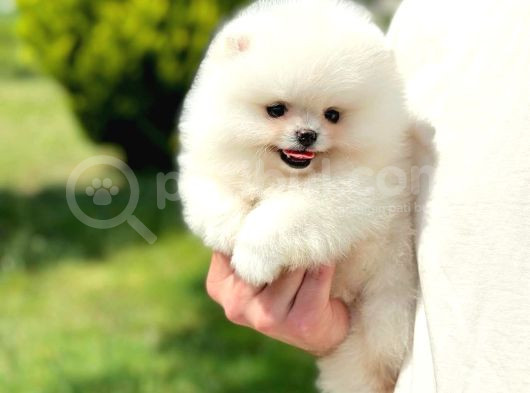 Ayı Surat Pomeranian Boo Yavrularımız görsel
