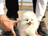 Tcup Pomeranian Boo Bebeklerimiz