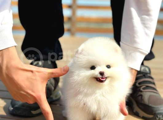Tcup Pomeranian Boo Bebeklerimiz görsel