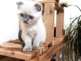 Scottish Fold Blue Point