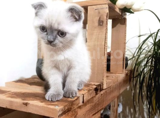 Scottish Fold Blue Point görsel