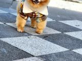 2 Yaşında Erkek Pomeranian 
