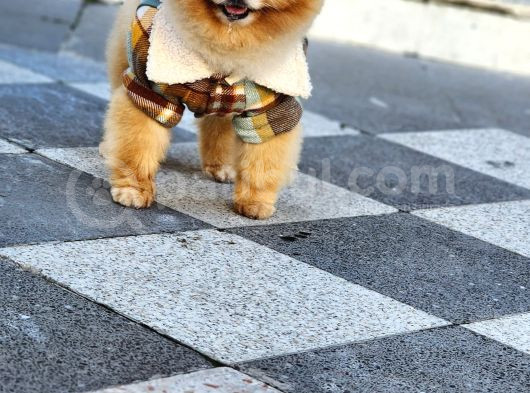 2 Yaşında Erkek Pomeranian  görsel