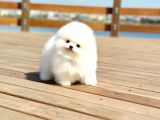 Tcup Pomeranian Boo Bebeklerimiz