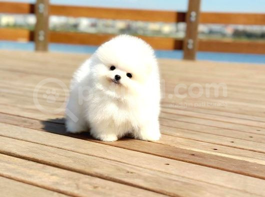 Tcup Pomeranian Boo Bebeklerimiz görsel