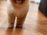 2 Yaşında Erkek Pomeranian 