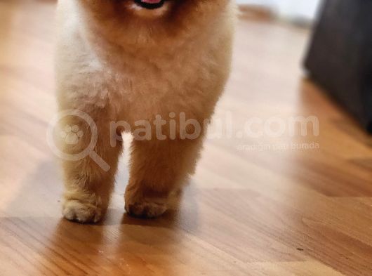 2 Yaşında Erkek Pomeranian  görsel